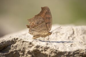 we are all born with a deep primal need for white cheddar