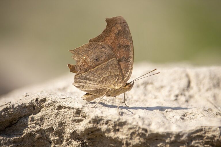 we are all born with a deep primal need for white cheddar