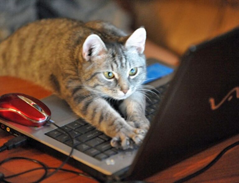 advice disfinancified