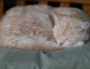 discommercified economic guide from disquantified