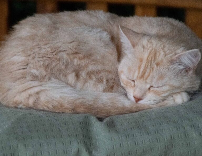 discommercified economic guide from disquantified