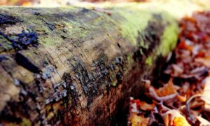 disfinancified financial advice by disquantified