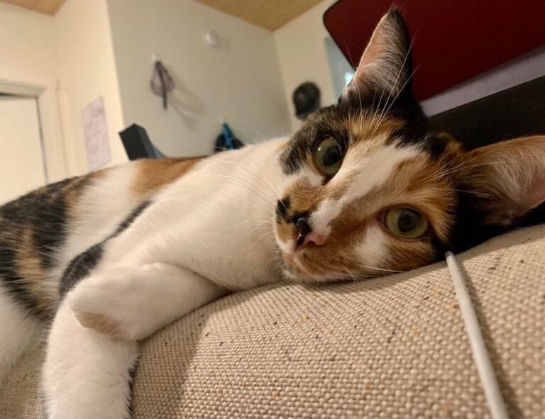 economy discapitalied