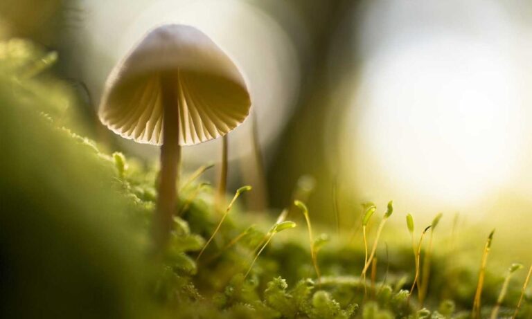 financial advice disfinancified