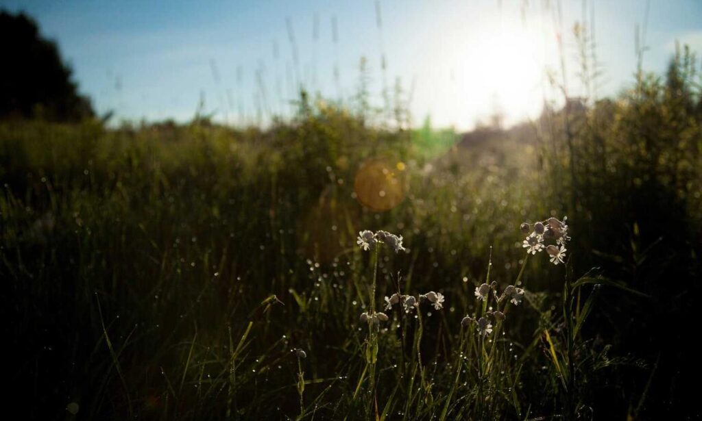 how is alletomir related to bank of america