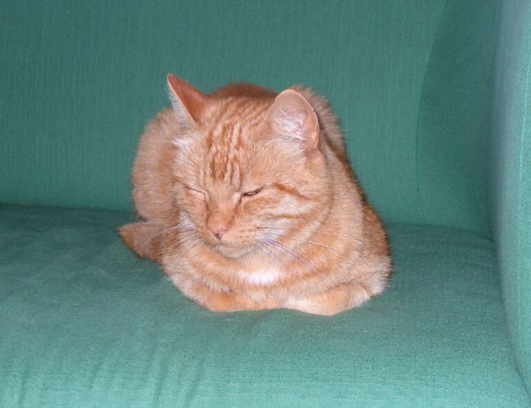 investment guide discommercified