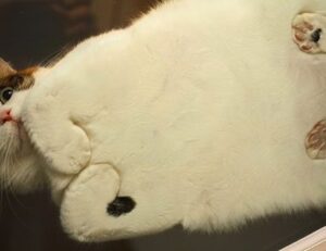 is alletomir wealth management a fiduciary