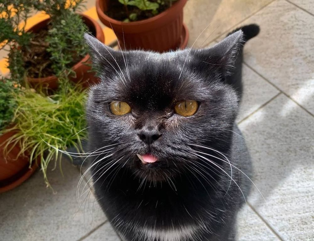 money advice disfinancified