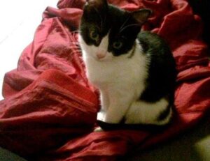 money guide discommercified