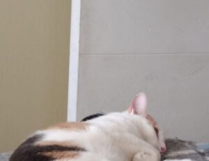 money tips disfinancified