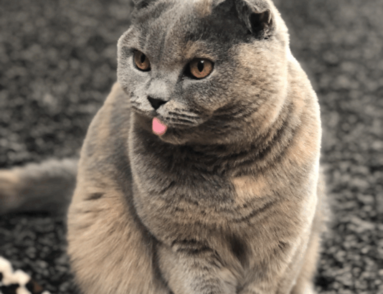 wealth management alletomir