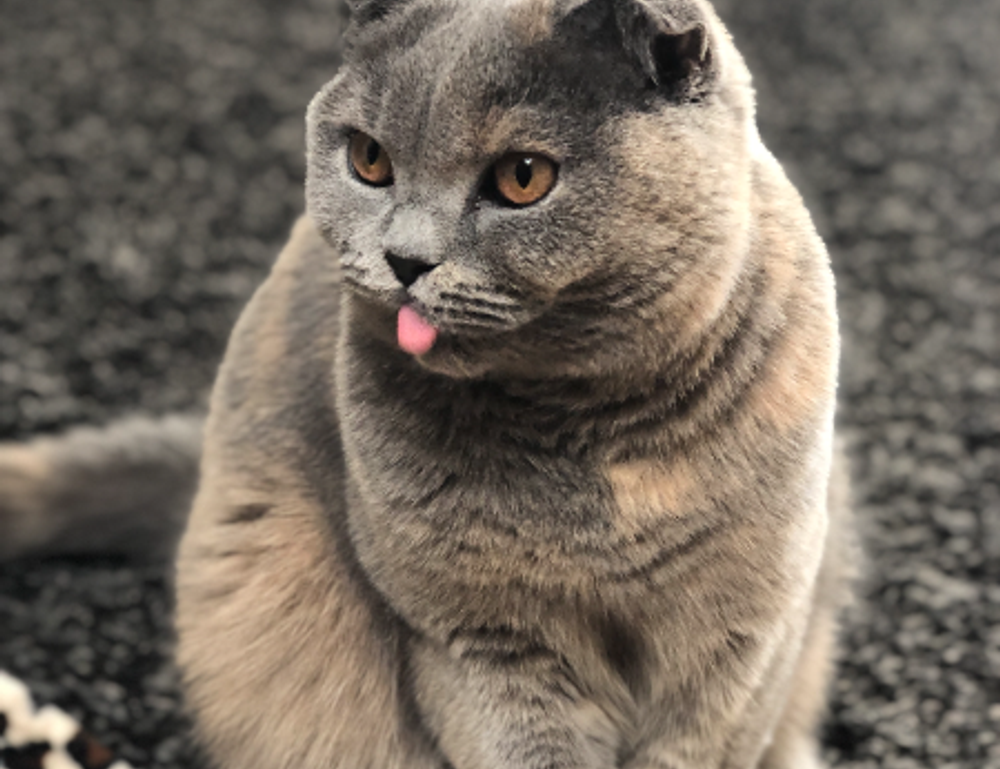 wealth management alletomir