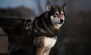 what is alletomir cash management account