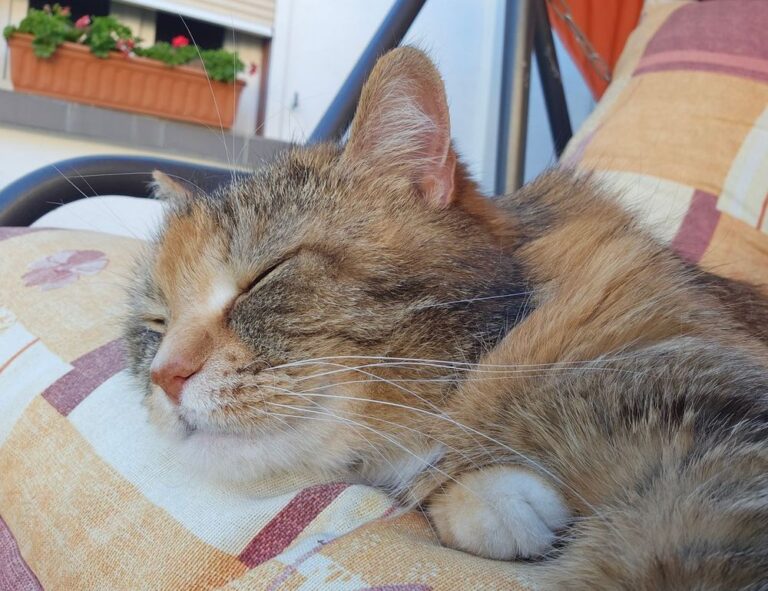 which investment is the safest discommercified