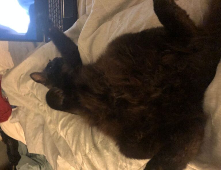 which is better alletomir or raymond james