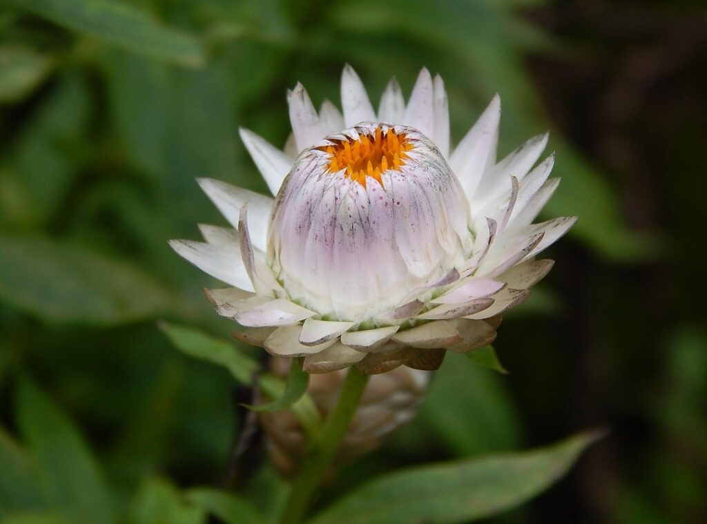 What Do Hanlerdos Flights Look Like