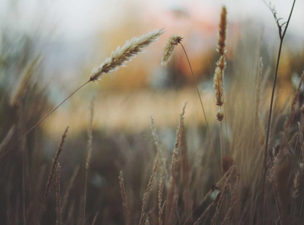al nassr - al ain fc tijdlijn