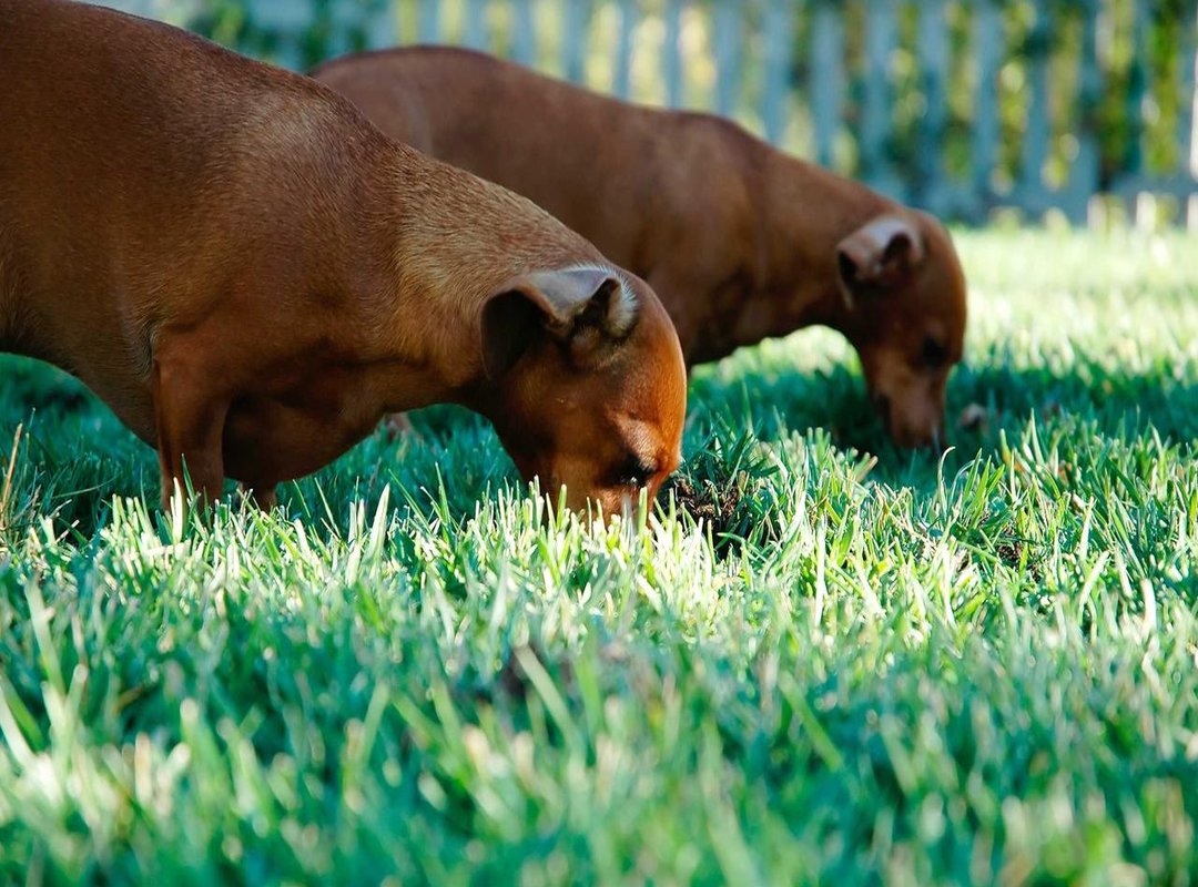 The New Face of Jumbo: Who Replaced Her and What's Different?